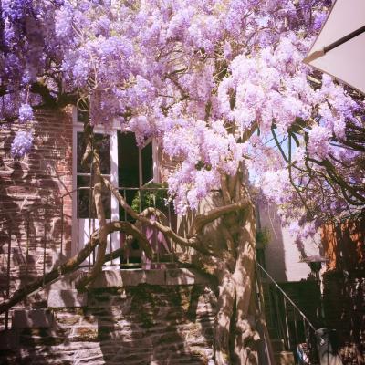 Wisteria
